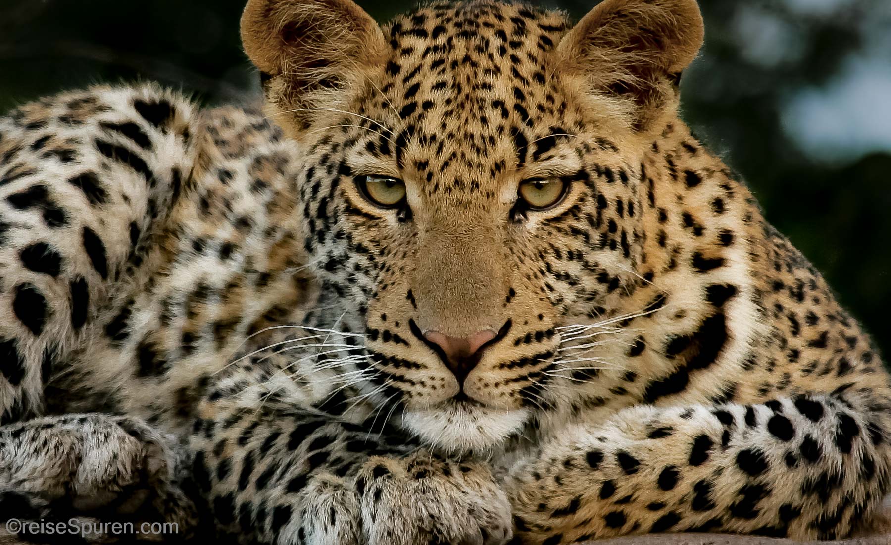 Südafrika