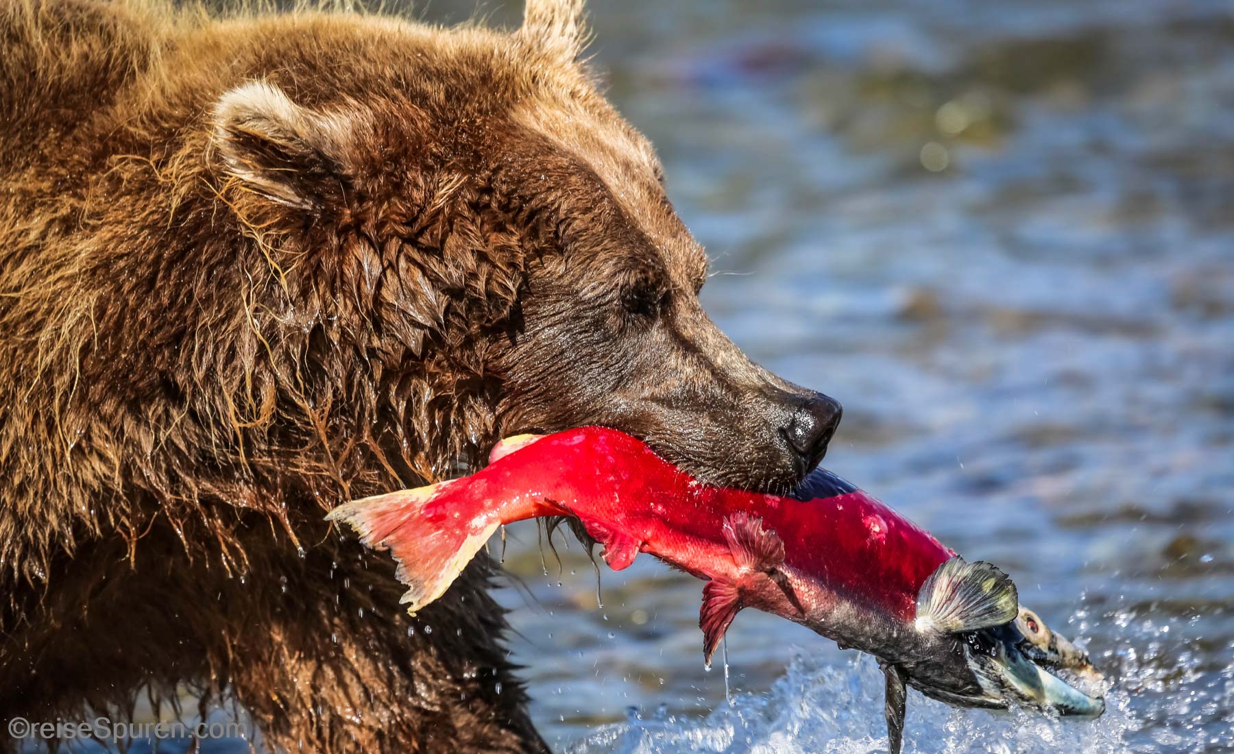 Alaska