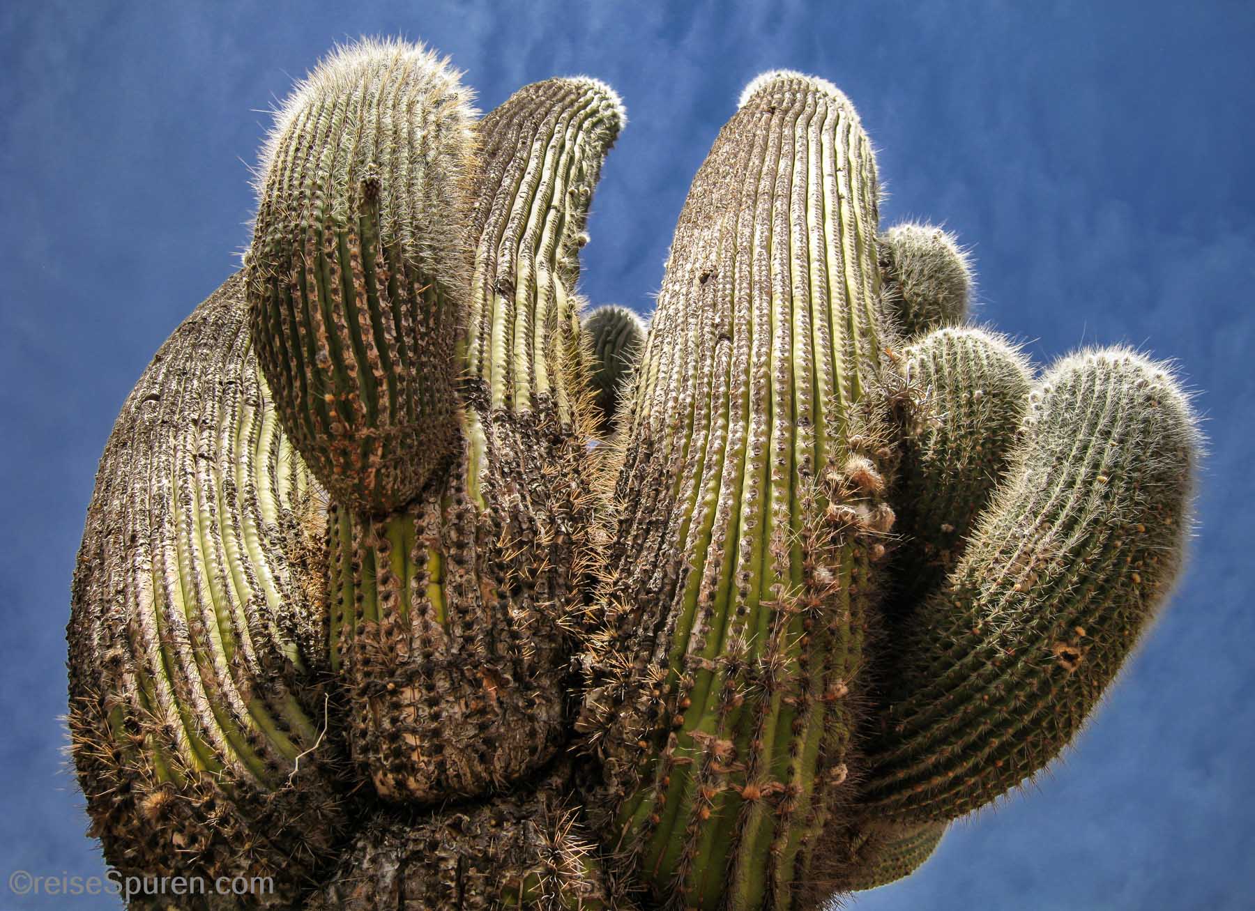 Giant Cardon