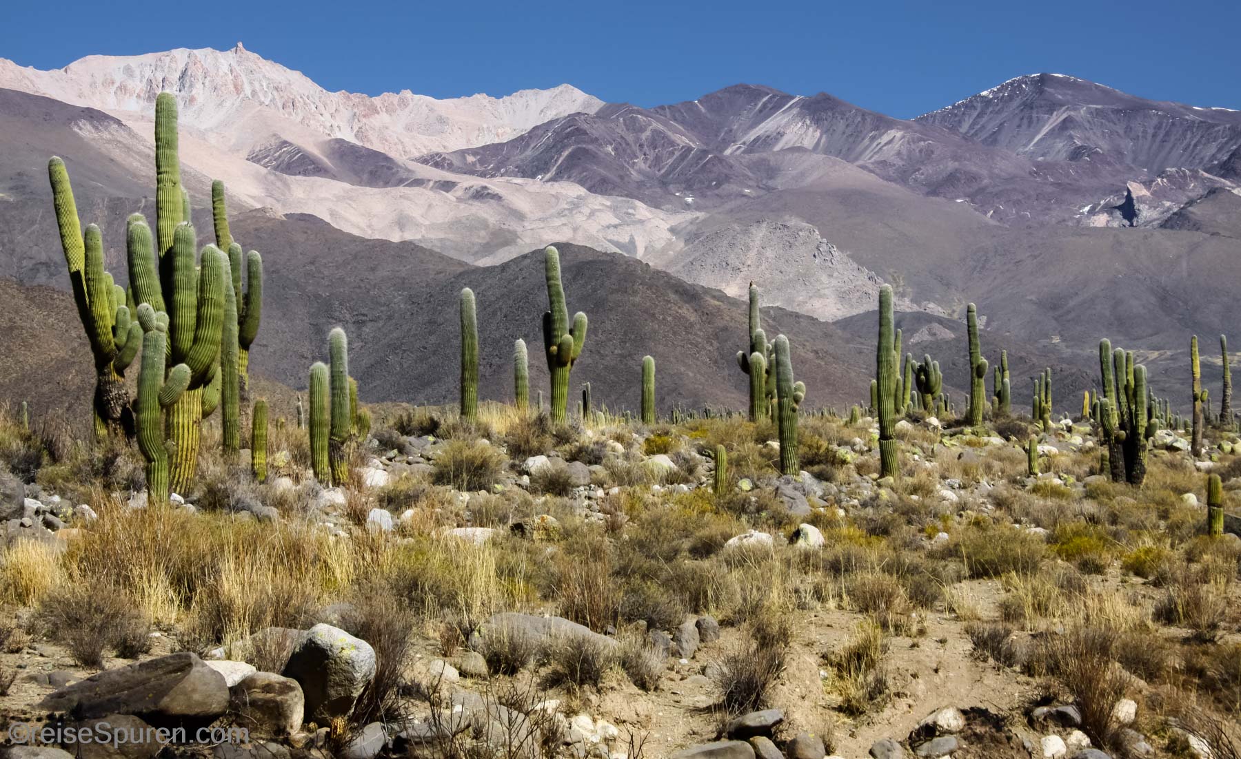 Giant Cardon
