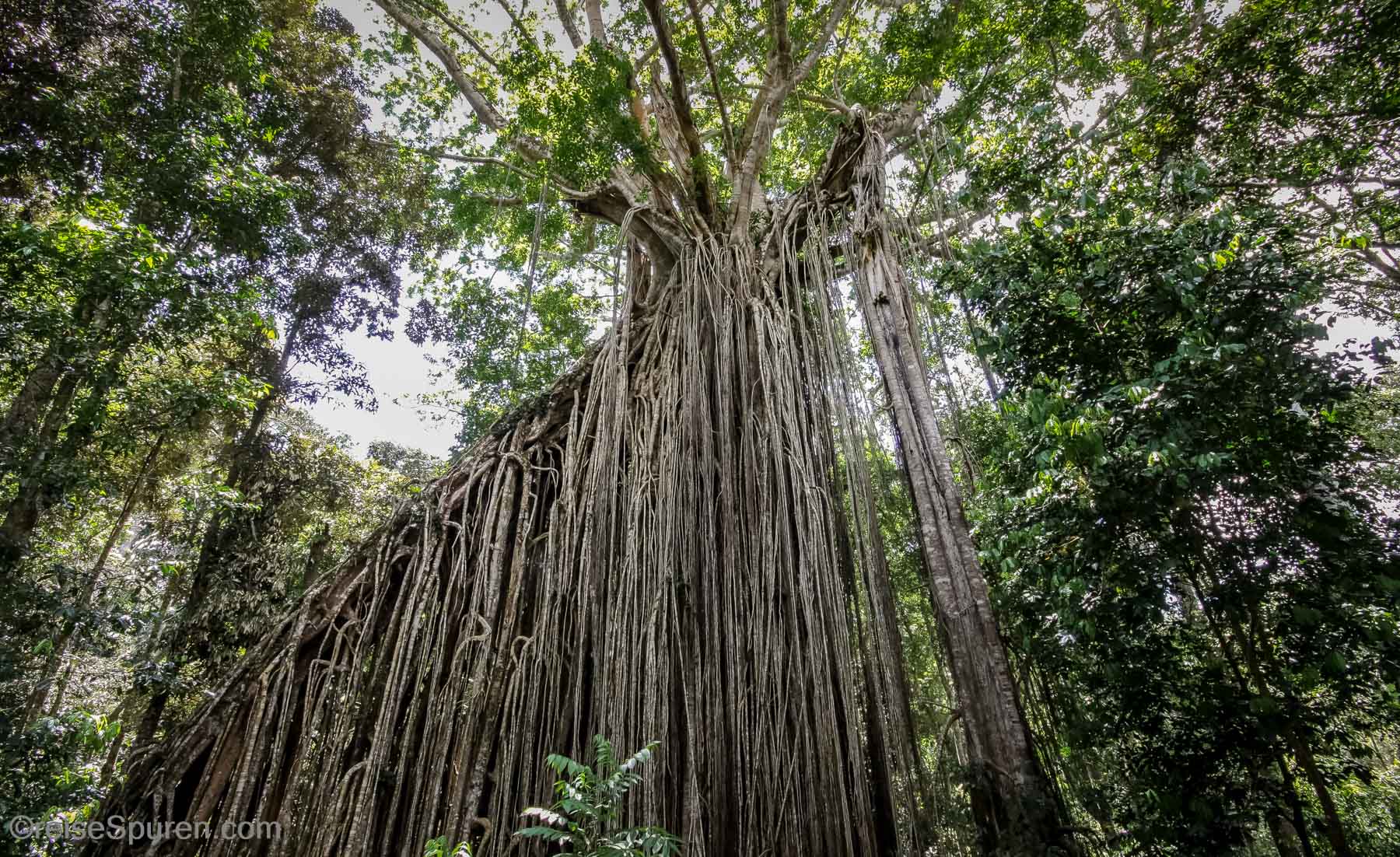 Curtin Fig Tree