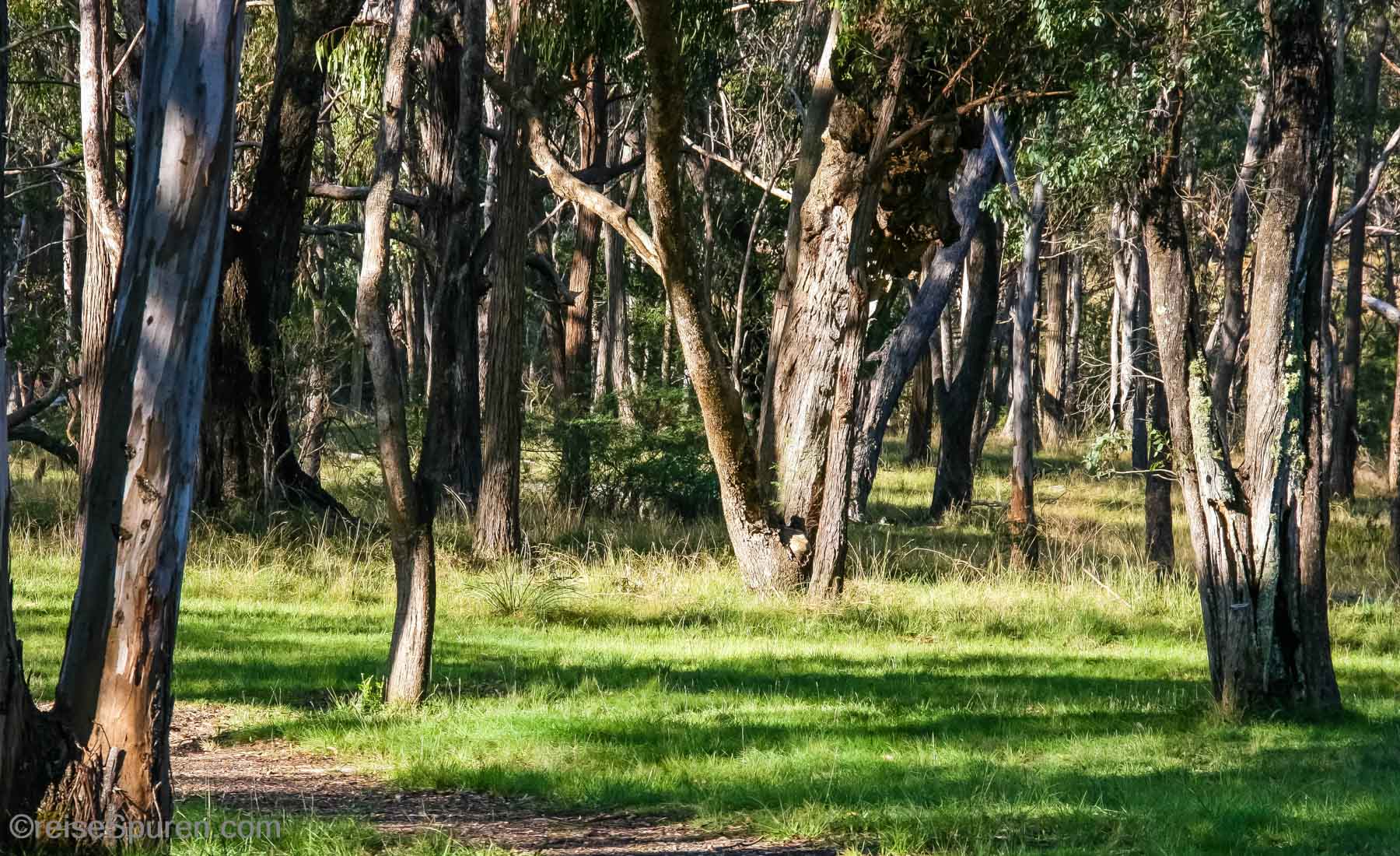 Wollomombi
