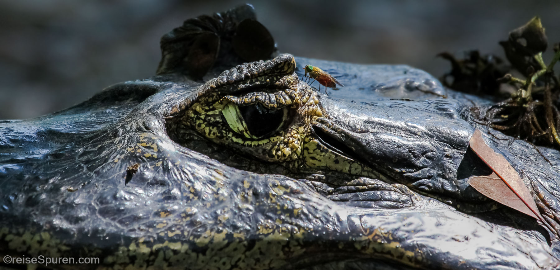 Brillenkaiman und Bremse