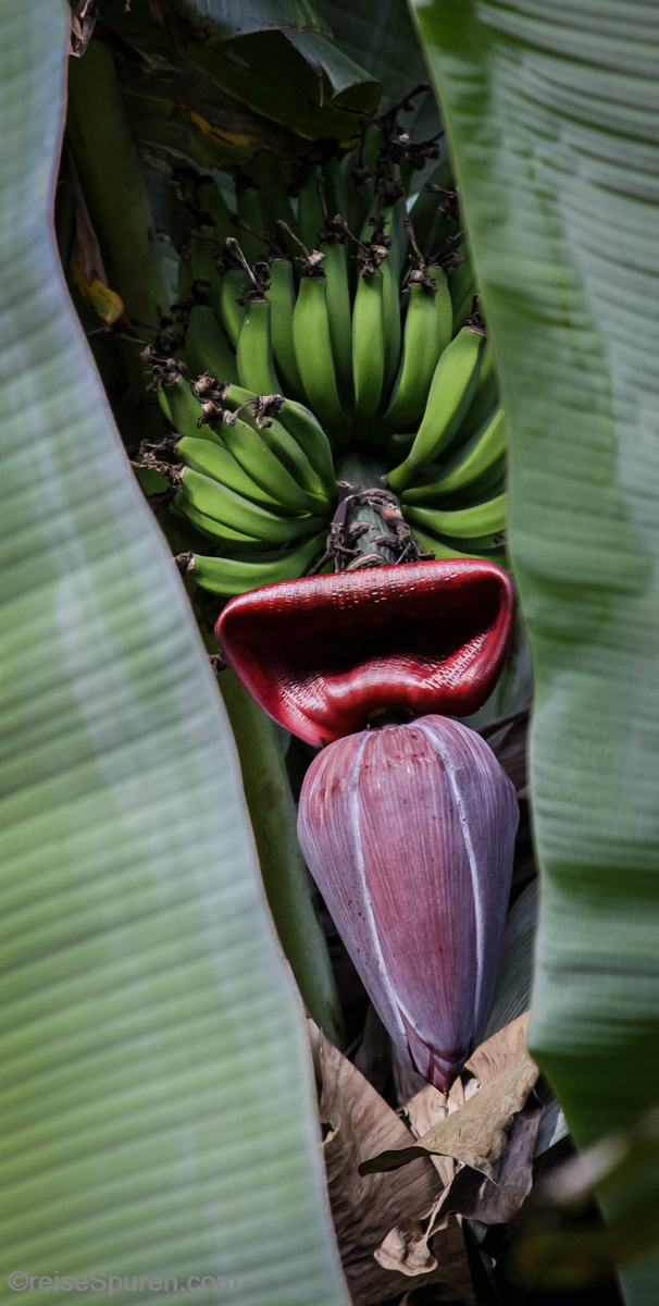 Bananenblüte
