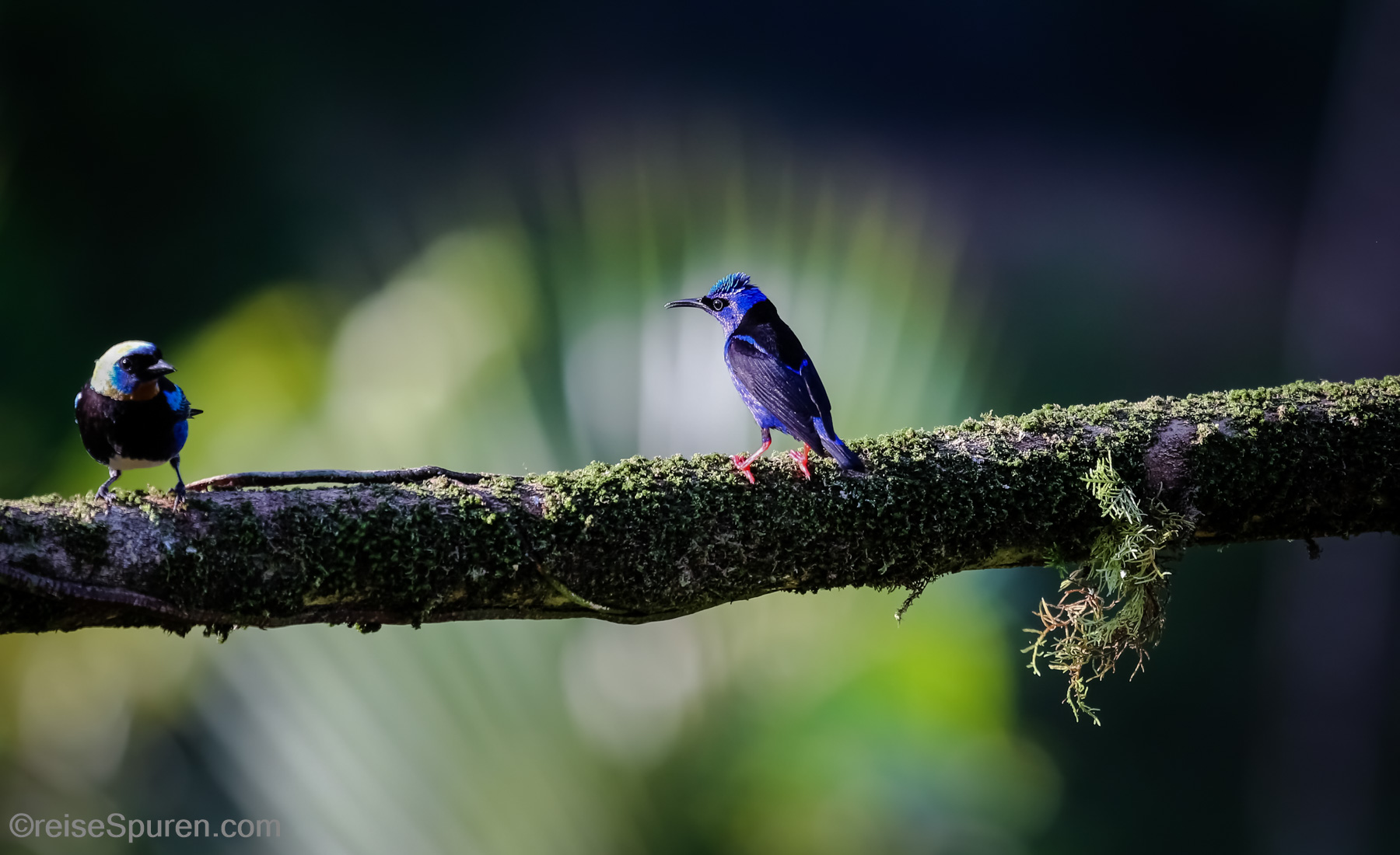 Türkisnaschvogel