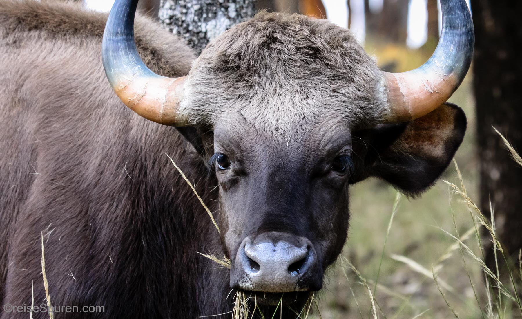 Gaur