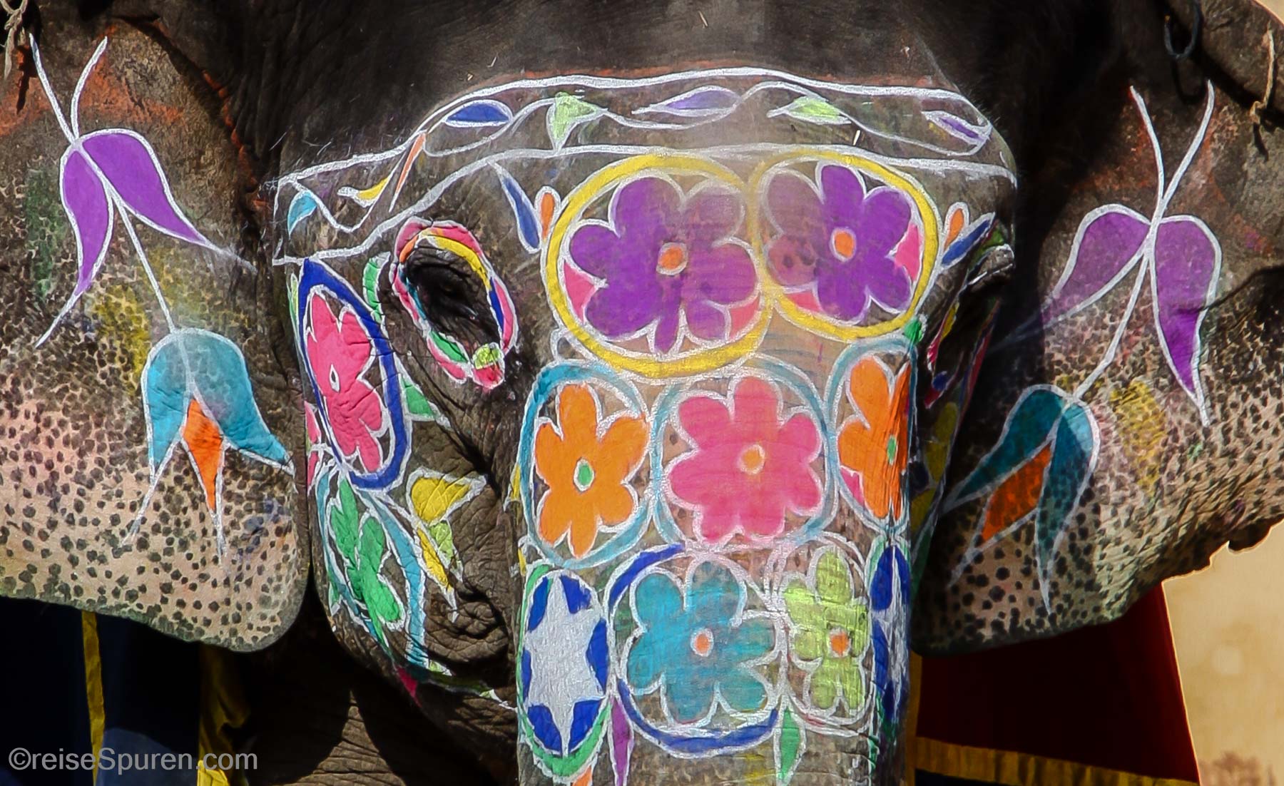 Elefant Amber Fort