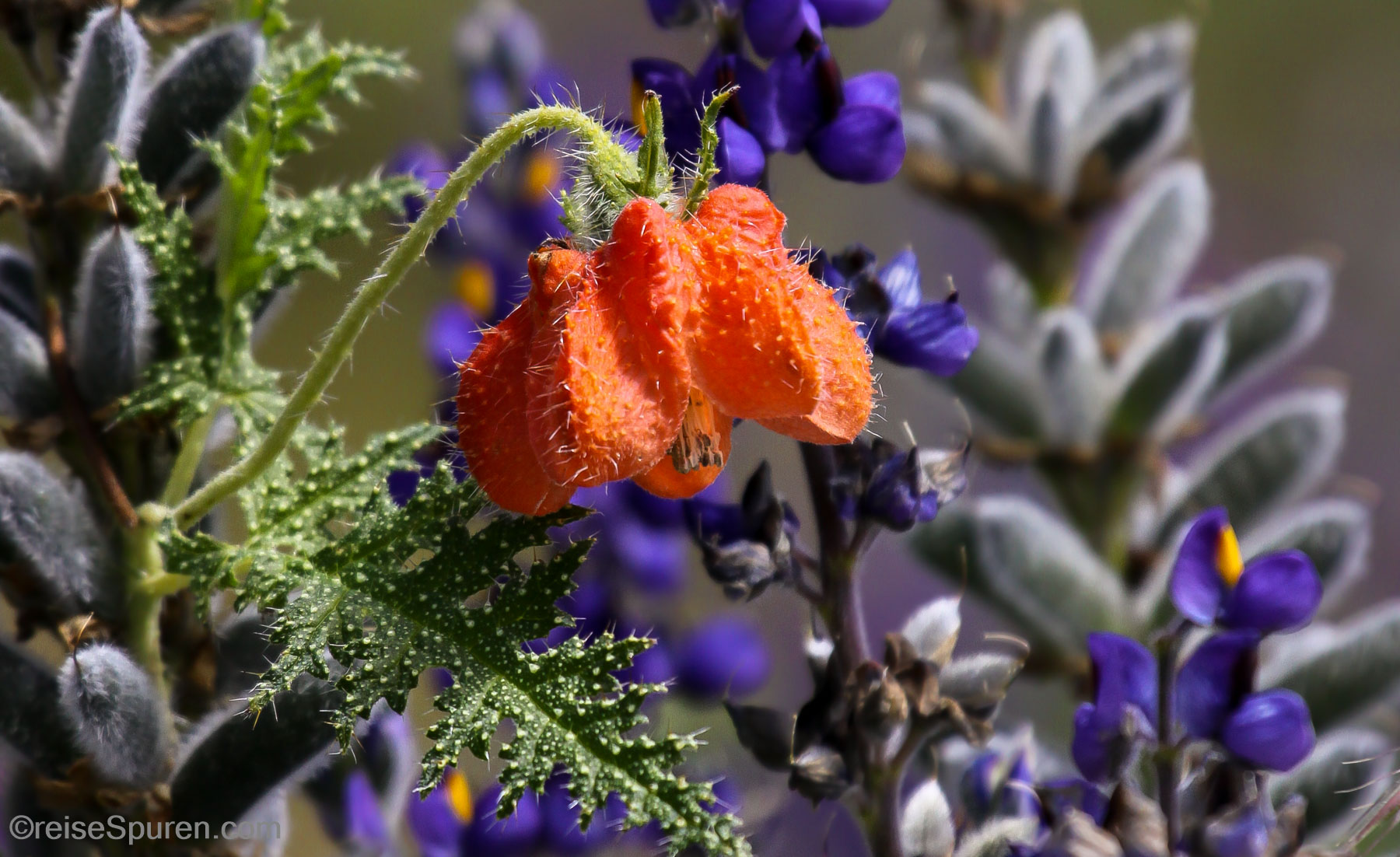 Wiesenblumen