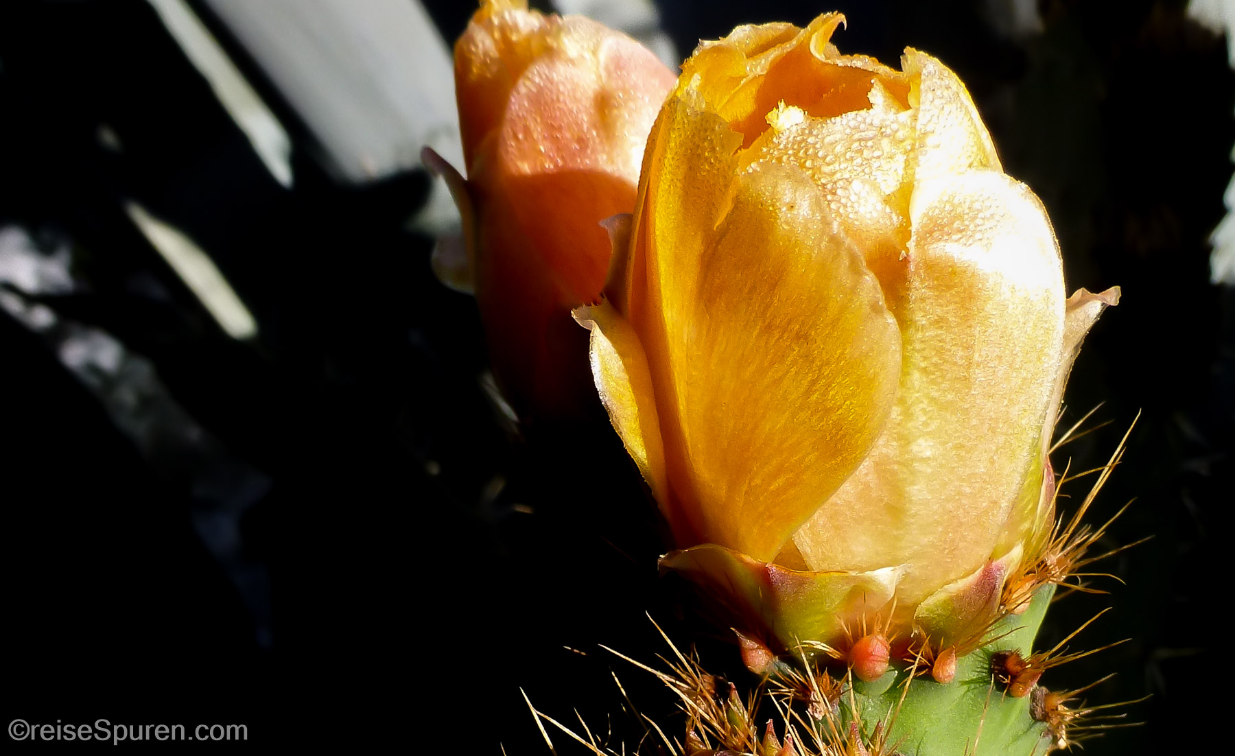 Kakteenblüte
