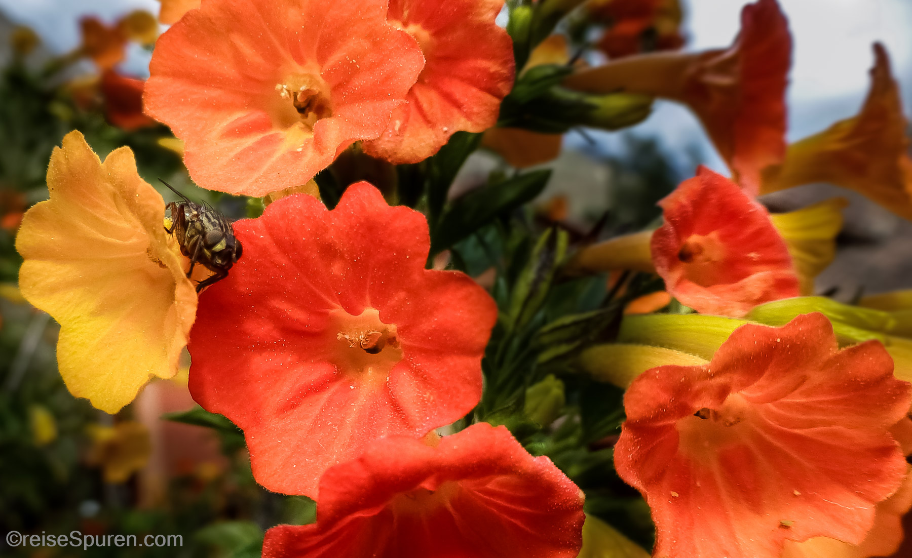 Fliege auf Blüten