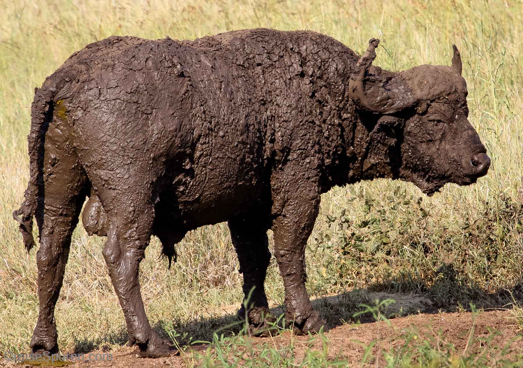 Schlammbüffel