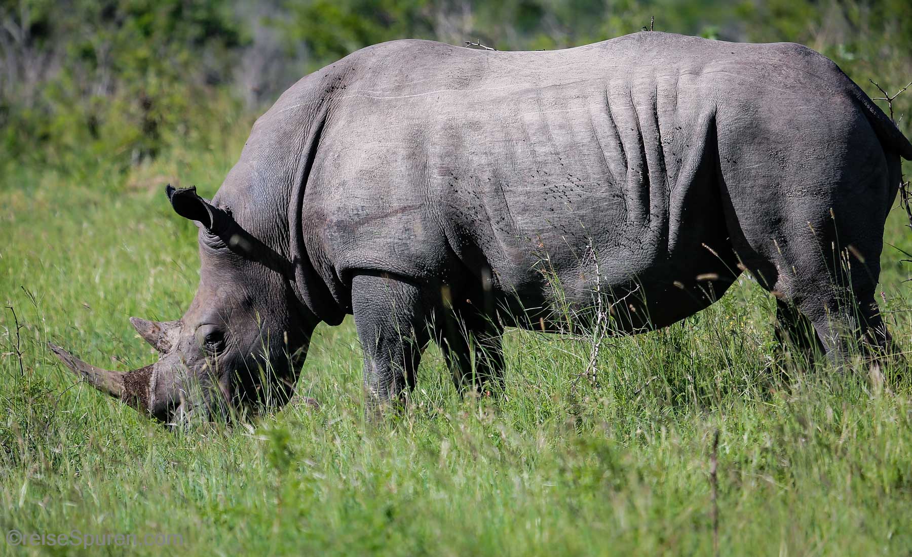 Breitmaulnashorn