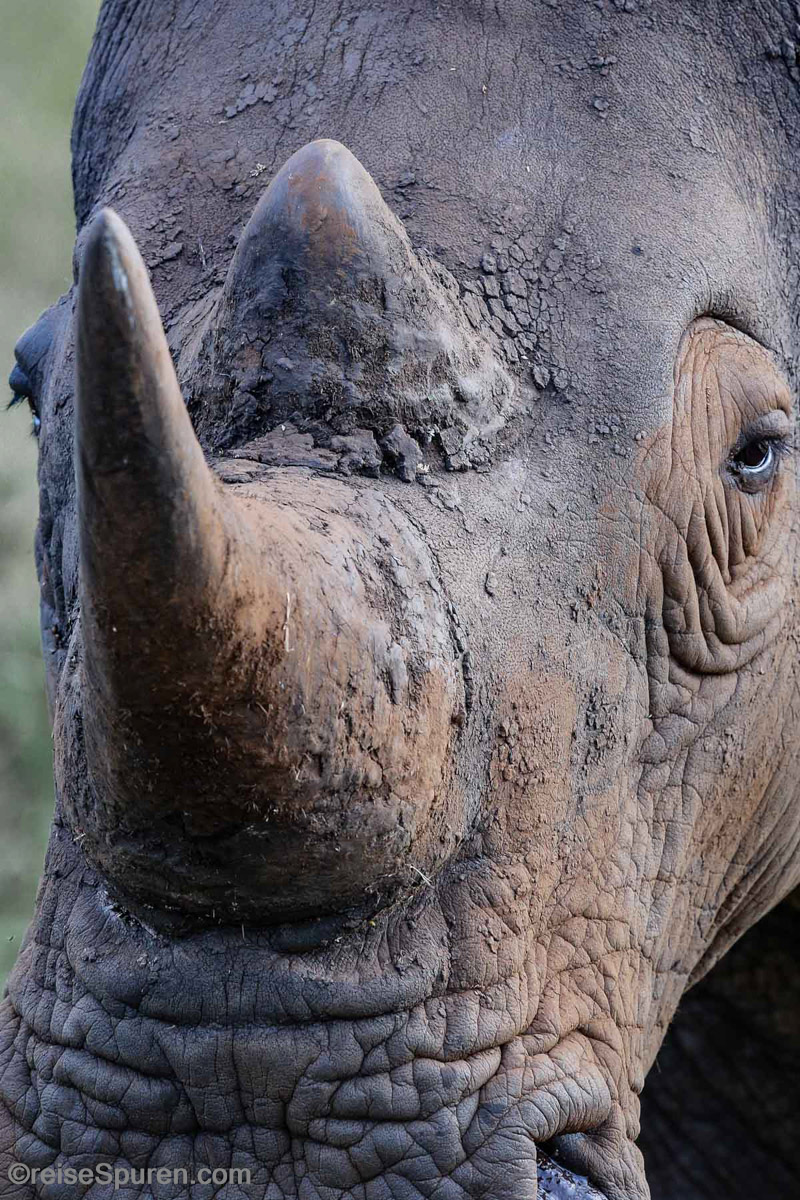 Breitmaulnashorn