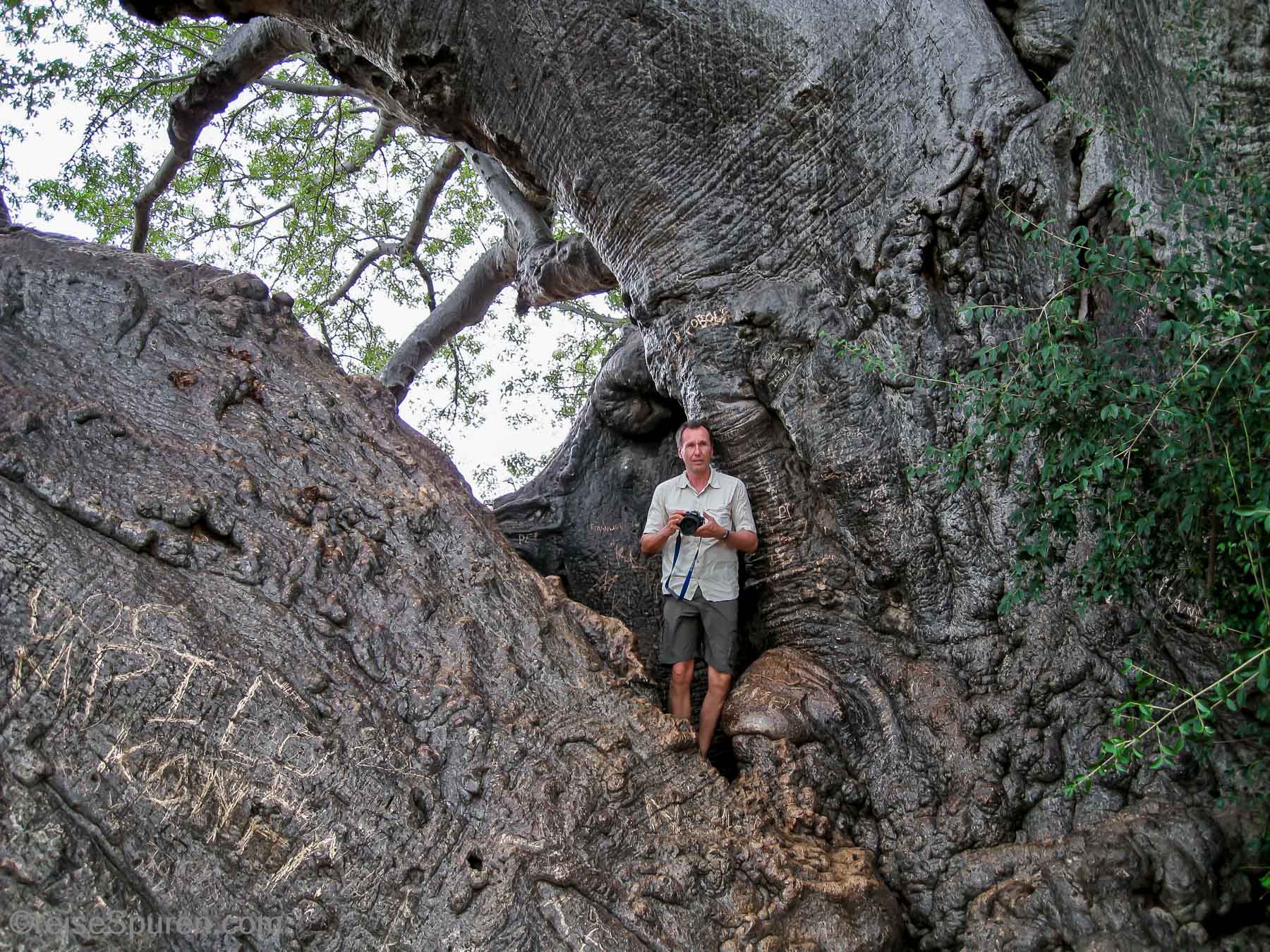 Big Baobab Tree