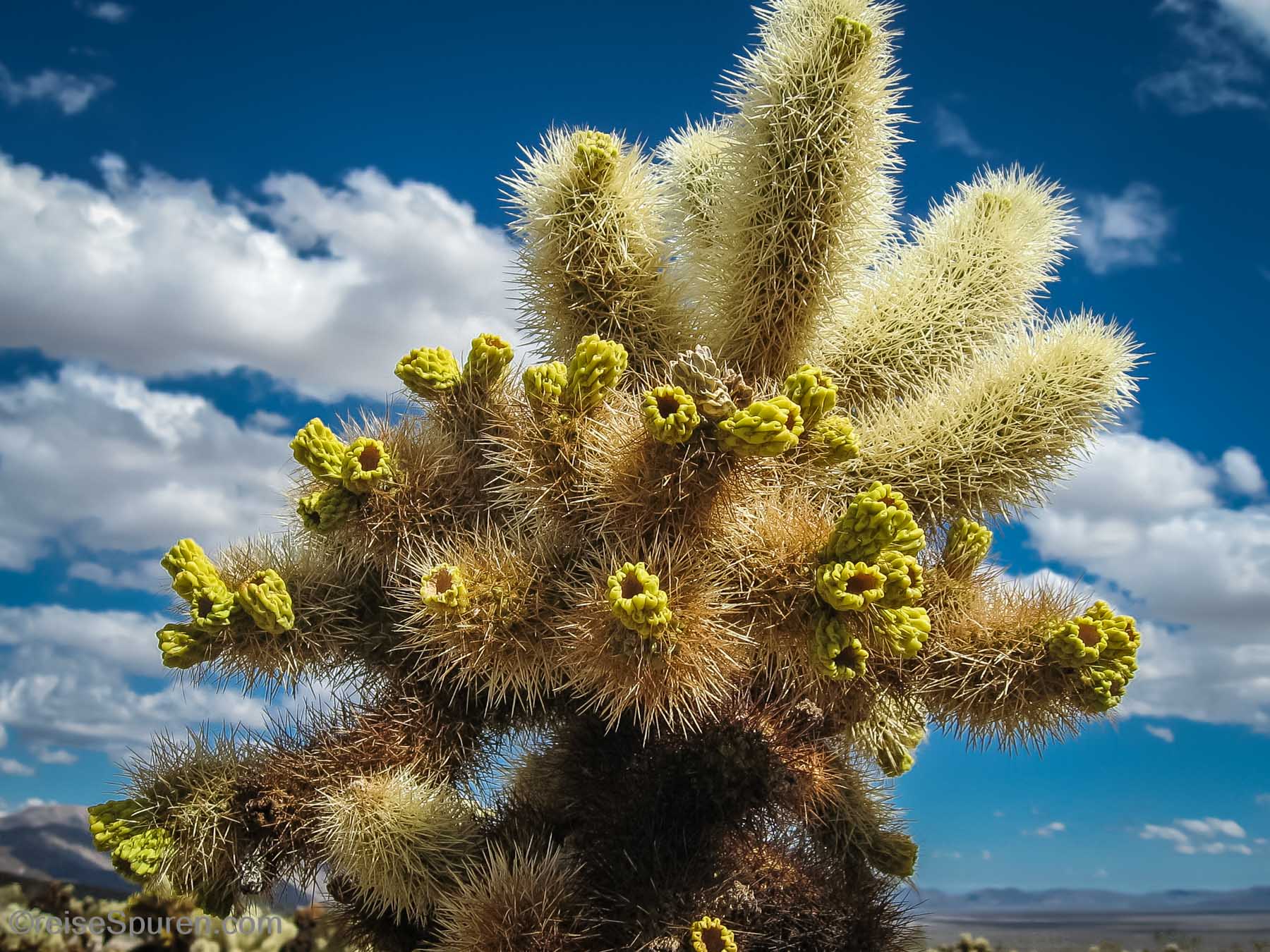 Teddybear Cholla