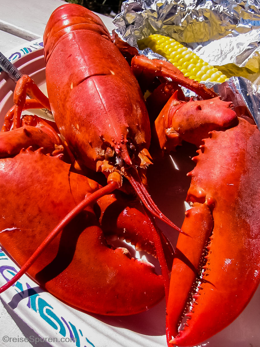 Maine Lobster - Cape Cod