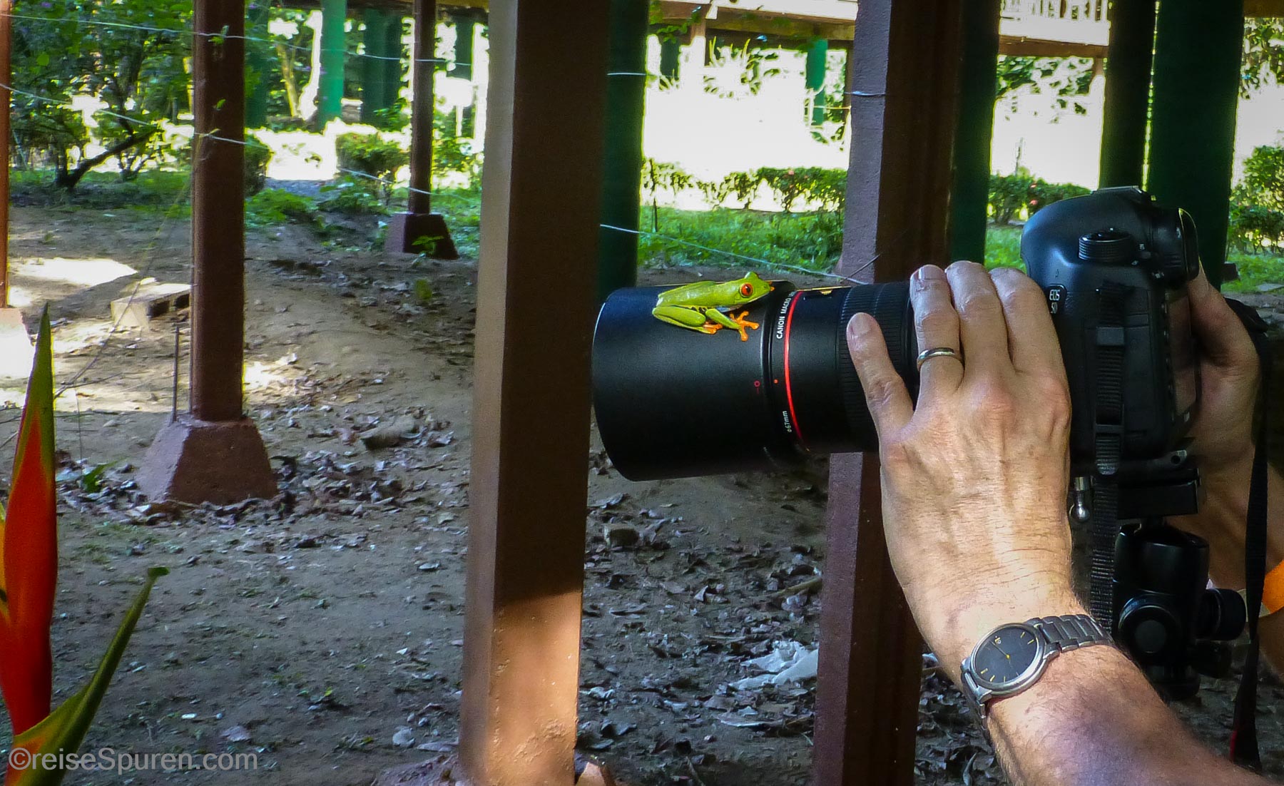 Wo ist der Frosch hin?