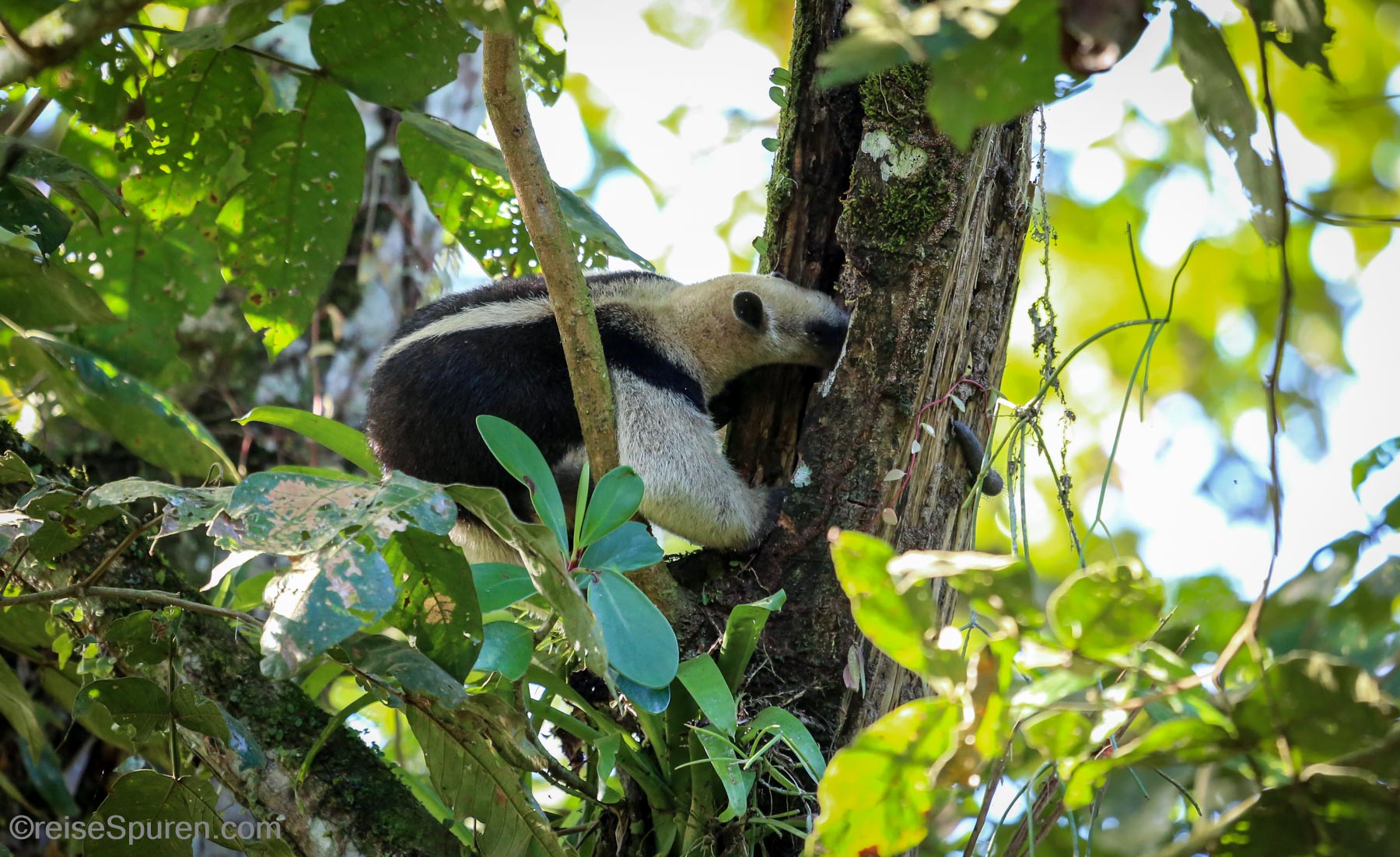 Hurra ... einen Riesenwurm gefunden ...aua, es ist mein Schwanz