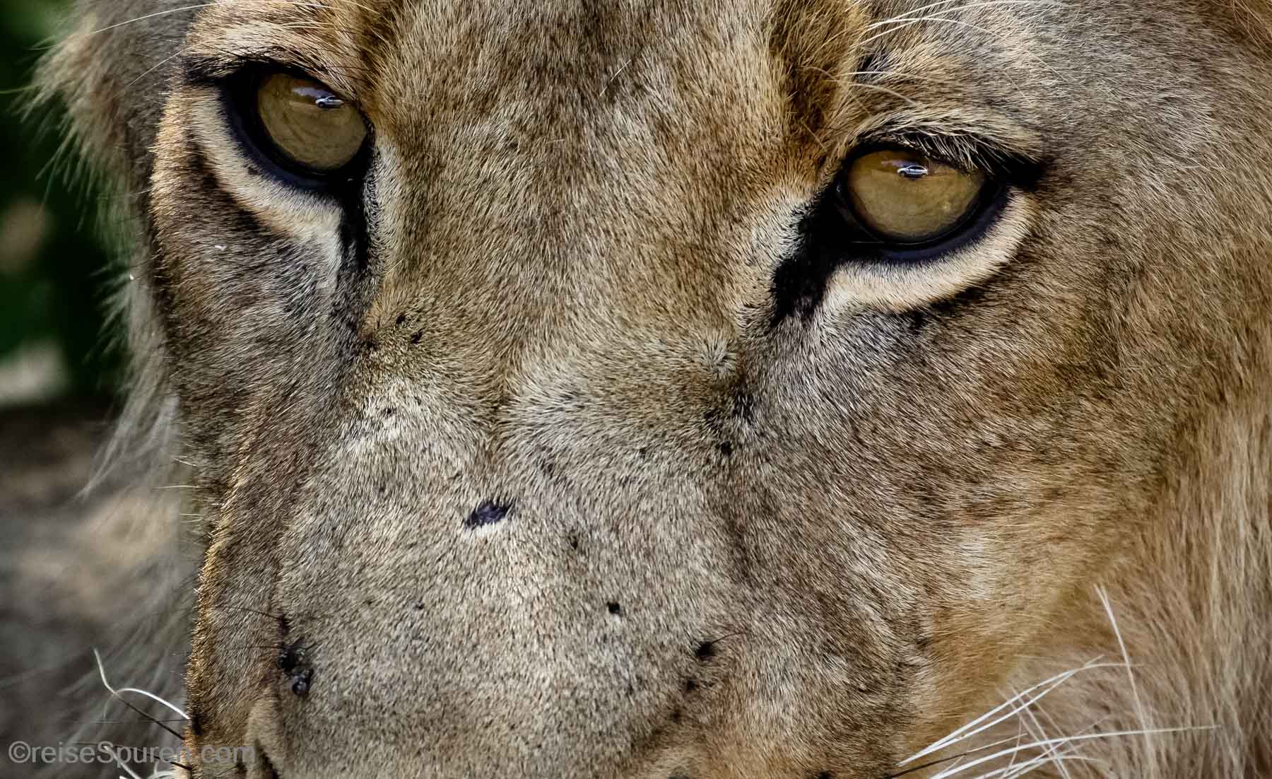 In den Augen des Löwen ... weißes Dosenfutter