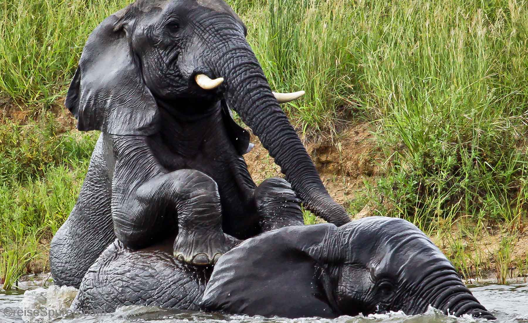 Jetzt wirst du getunkt!